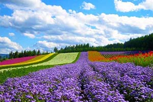 Vé máy bayVé máy bay đi Đà Lạt